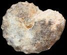 Mammites Ammonite - Goulmima, Morocco #44637-1